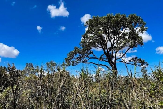 Dia do Cerrado Governo Federal reforça combate ao desmatamento e proteção das bacias hidrográficas