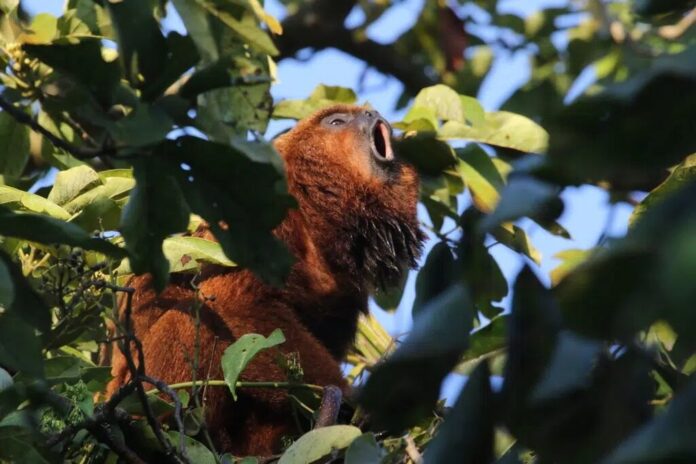 Iniciativa promove a observação da fauna silvestre, a ciência cidadã e a valorização da terceira maior reserva de Mata Atlântica da capital paulista